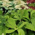 Rodgersia aesculifolia Habitat