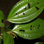 Miconia rubescens List