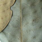 Caraipa parvifolia Other