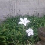 Nicotiana longiflora 花
