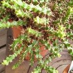 Euphorbia lenewtonii Blatt