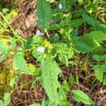 Galeopsis tetrahitFlower