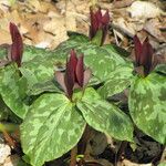 Trillium sessile 形态