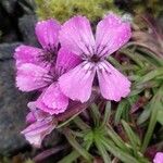 Dianthus glacialis Λουλούδι