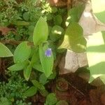 Commelina benghalensis Blomst