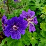 Geranium ibericum Flower