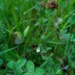 Euphrasia officinalis Habitus