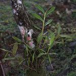 Epidendrum nocturnum Hábito