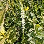 Spiranthes cernua Flower