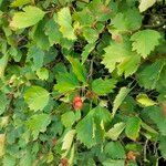 Crataegus coccinea পাতা