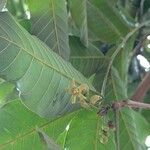 Trichilia emetica Flor