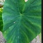 Colocasia esculentaList