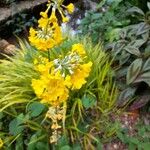 Primula florindae പുഷ്പം