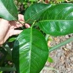 Citrus x paradisi 葉