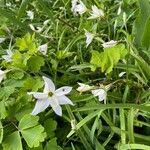 Ipheion uniflorum Flor