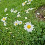 Leucanthemum ircutianum Hábito