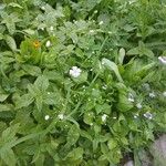 Gypsophila elegans Flor