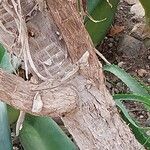 Aloe pluridens 樹皮