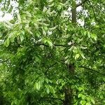 Prunus serotina Yeri