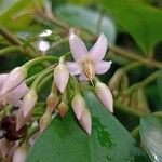 Ardisia elliptica Цвят