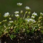 Sagina pilifera অভ্যাস
