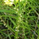 Proserpinaca palustris Cvet