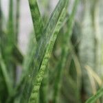 Sansevieria spp. Leaf