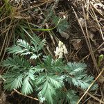 Dicentra canadensis ശീലം