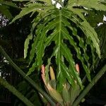 Philodendron radiatum Diğer