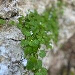Cymbalaria aequitriloba Habit