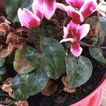 Cyclamen persicum Leaf