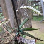 Bolusiella zenkeri Flower