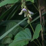 Neustanthus phaseoloides फूल