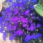 Lobelia erinusFlower