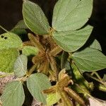 Calopogonium mucunoides Fruit