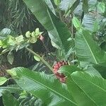 Musa velutina Folha