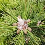 Pinus thunbergiiHedelmä