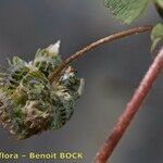 Medicago coronata Fruit