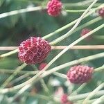 Sanguisorba officinalisFlor