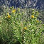 Carthamus arborescens Flor