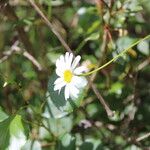 Leucanthemum pallens Fiore