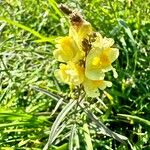 Linaria vulgaris Blomma