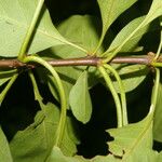 Pisonia macranthocarpa 葉