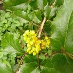 Mahonia aquifolium Flor