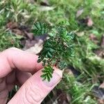 Acaena novae-zelandiae Fuelha