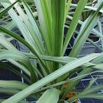 Cordyline indivisa পাতা