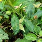 Ludwigia peruviana Hoja