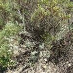 Lavandula stoechas Habitus