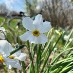 Narcissus poeticus 花