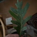 Quercus alba Leaf